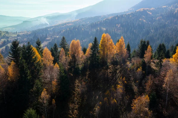 カラフルな秋の風景カルパチア山脈の丘の上の松林 — ストック写真