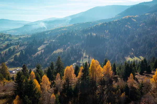 Färgglada Höstlandskap Med Tallskogen Kulle Karpaterna — Stockfoto