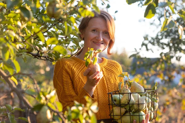 Fille Tient Panier Avec Des Pommes Juteuses Dans Jardin Esthétique — Photo