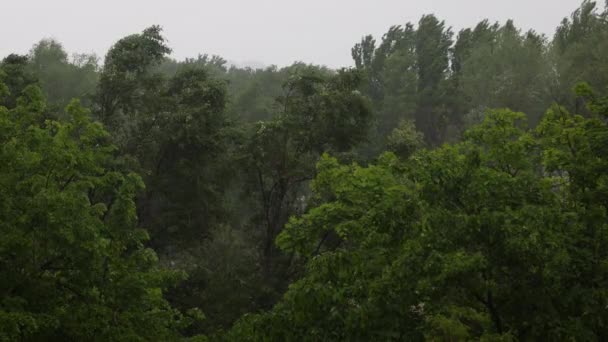 Wiejące Drzewa Podczas Ulewnego Deszczu Silnego Wiatru Zła Pogoda Burza — Wideo stockowe