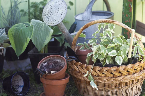 Flowers Clay Pots Tools Basket Planting Plants Garde — Foto de Stock