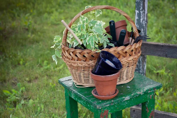 Flowers Clay Pots Tools Basket Planting Plants Garde —  Fotos de Stock