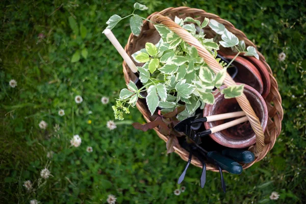 Flowers Clay Pots Tools Basket Planting Plants Garde — Φωτογραφία Αρχείου