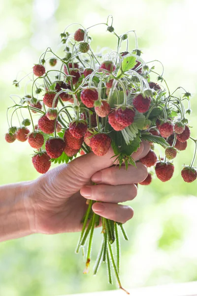 bouquet of strawberries in hand. Summe