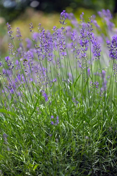 Provence Vackert Blommande Lavendelfält Franc — Stockfoto