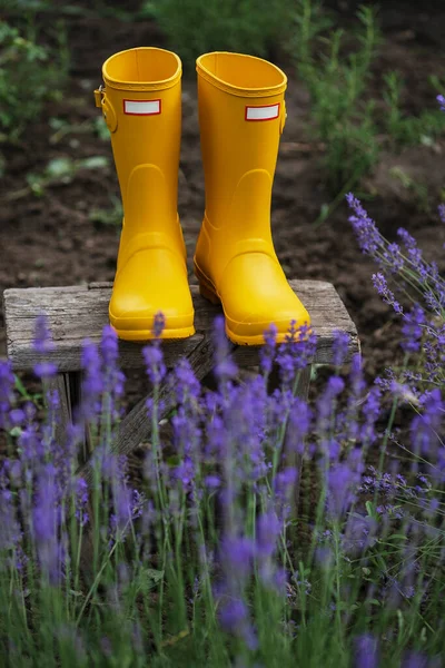 lavender and yellow rubber boots  on the background of the garde