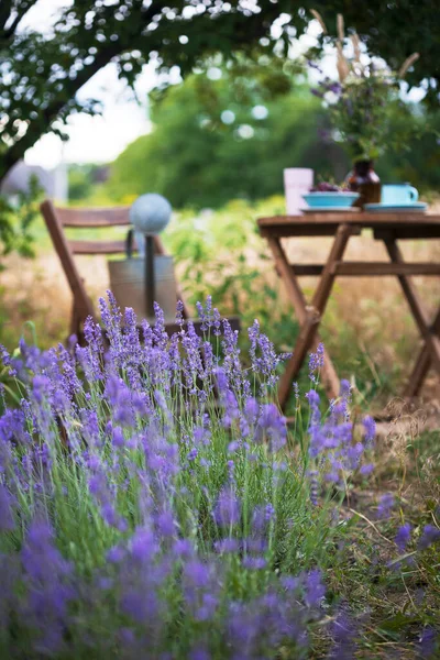 Provenza Hermoso Campo Lavanda Flor Franc — Foto de Stock