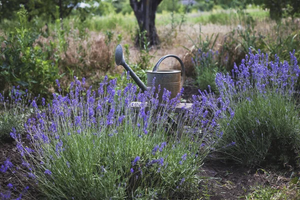 garden watering can against the background of lavender bushe