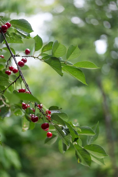 Beautiful Branch Cherries Background Garden — Fotografia de Stock