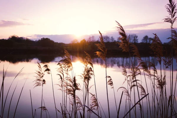 Beautiful Landscape Lake Reeds Foreground Sunse — ストック写真