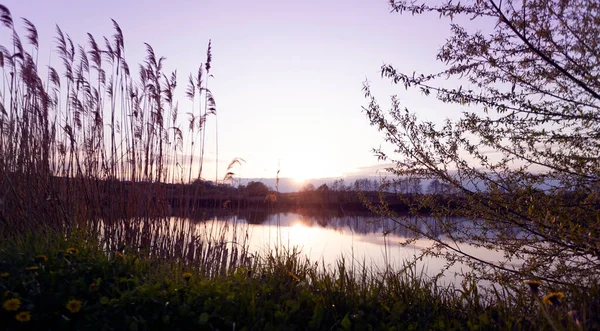 Beautiful Landscape Lake Reeds Foreground Sunse — Stok fotoğraf