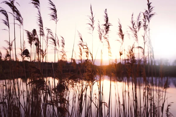 Beautiful Landscape Lake Reeds Foreground Sunse — ストック写真