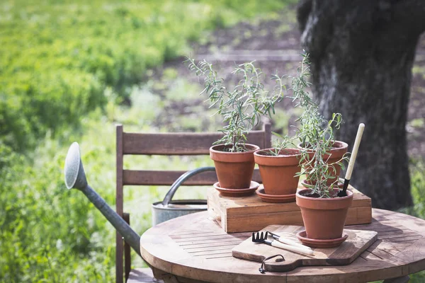 Rosemary Pots Planting Garde —  Fotos de Stock