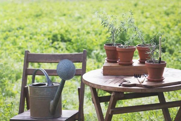 Rosemary Pots Planting Garde — Fotografia de Stock