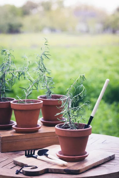 Rosemary Pots Planting Garde — Stock fotografie
