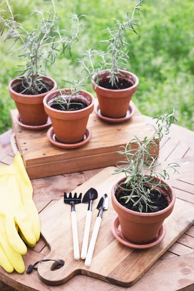 Rosemary Pots Planting Garde — Photo