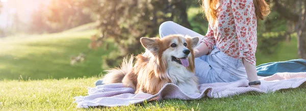 Beautiful Corgi Dog Girl Lawn Par — Fotografia de Stock