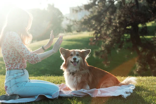 Beautiful Corgi Dog Girl Lawn Par — Zdjęcie stockowe