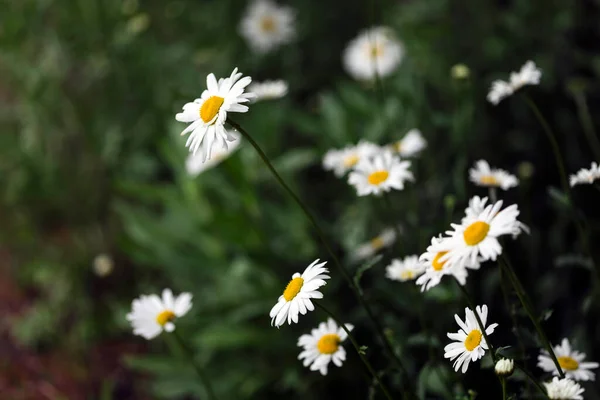 Beautiful Flowers Background Daisies Wooden Wall Backgroun — Stockfoto