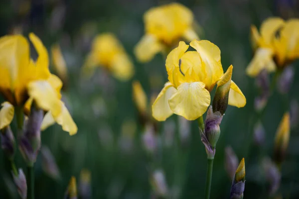 Beautiful Flowers Background Iris Spring Garde — Stockfoto