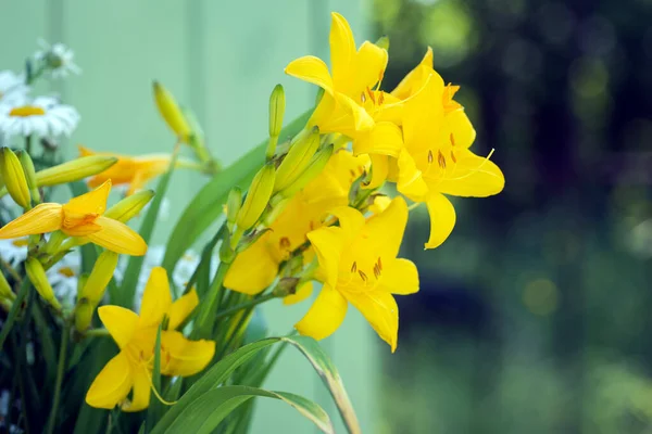 Beautiful Flowers Background Endlesslily Yellow Daylil — Fotografia de Stock