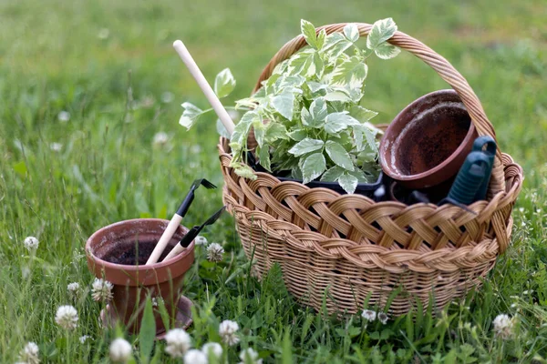 Virágok Agyagedények Szerszámok Egy Kosárban Ültetési Növények Gödörben — Stock Fotó