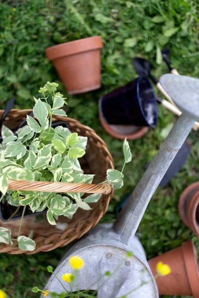 Flowers Clay Pots Tools Basket Planting Plants Garde —  Fotos de Stock