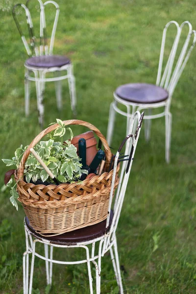 Flowers Clay Pots Tools Basket Planting Plants Garde — стоковое фото