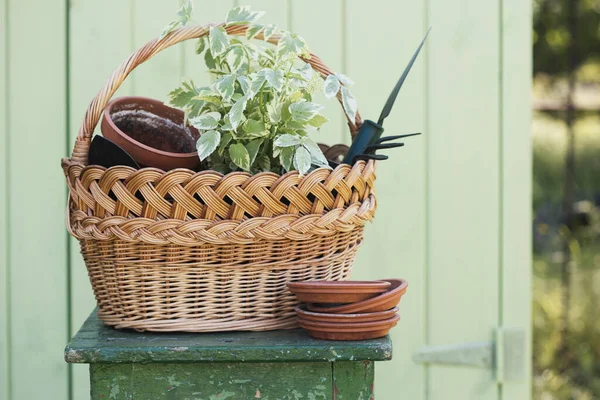 Flowers Clay Pots Tools Basket Planting Plants Garde — Fotografia de Stock