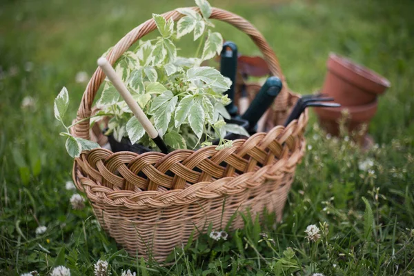 Flowers Clay Pots Tools Basket Planting Plants Garde — Stockfoto
