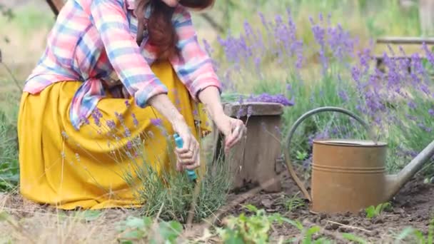 Girl Cutting Lavender Flowers Sunny Summer Garden — Stock Video