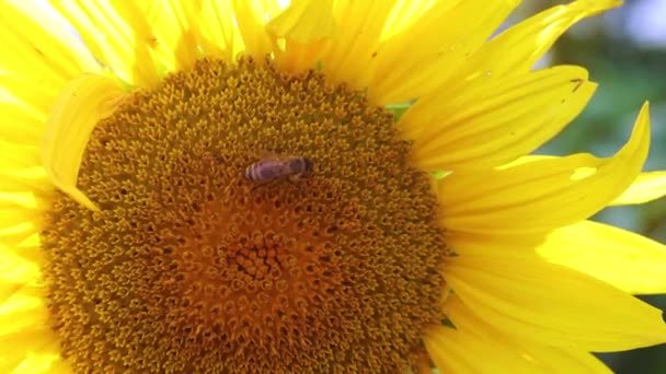 Close View Sunflower Flower Bee — Stock video