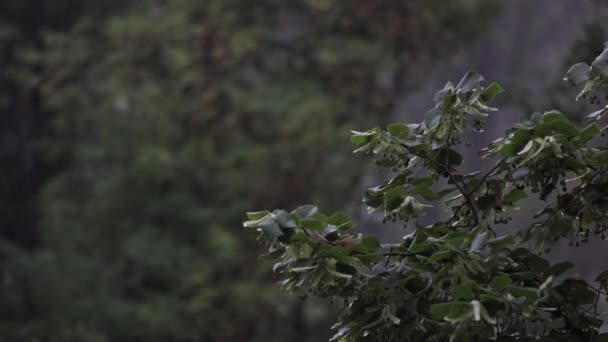 Blåsa Träd Kraftiga Regn Och Stark Vind Dåligt Väder Och — Stockvideo