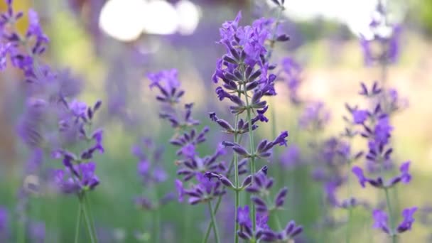 Purple Blooming Lavender Flowers Close View — Vídeo de stock