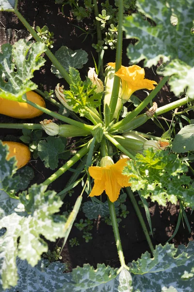 zucchini with flowers in the garden bed