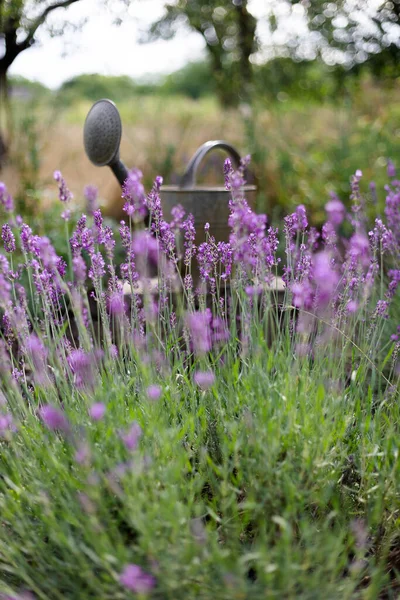Garden Watering Can Background Lavender Bushe — Stock Photo, Image