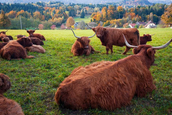 Yaks Graze Pasture Mountain — ストック写真