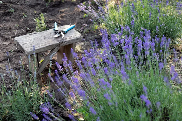 Pruning Lavender Bush Garden Secateur Taboure — Fotografia de Stock