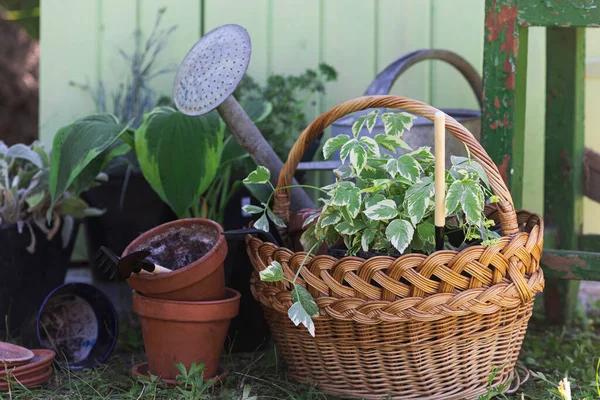 Flowers Clay Pots Tools Basket Planting Plants Garde — Photo