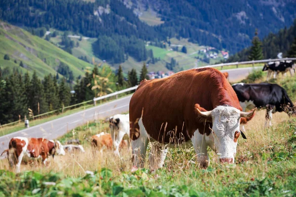 Коровы Зеленом Пастбище Красивыми Горами — стоковое фото