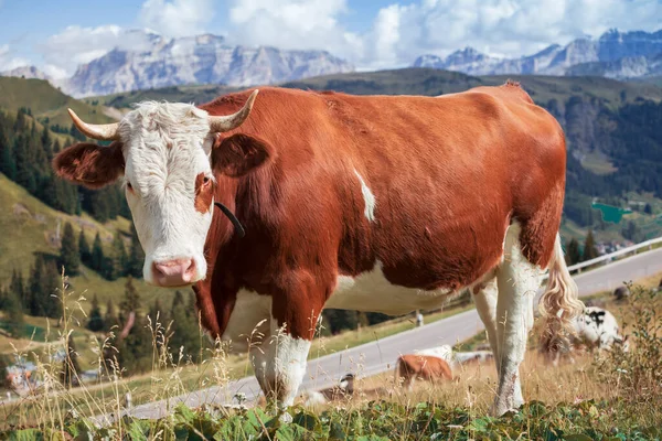 Корови Зеленому Пасовищі Красивими Горами — стокове фото