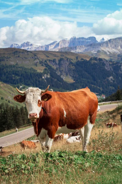 美しい山々 の背後に緑の牧草地に牛 — ストック写真