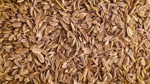 Top View Close Dill Seeds Rotating Background — Video Stock