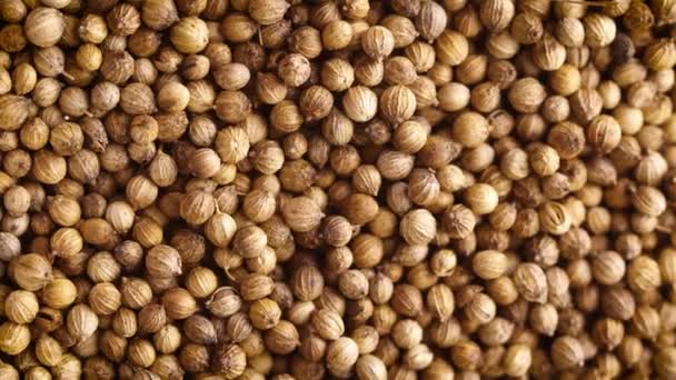 Top View Close Dried Coriander Seeds Rotating Background — Video
