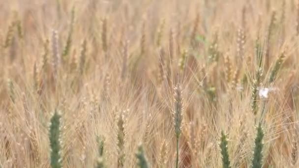 Сонячне Пшеничне Поле Крупним Планом Відео Невеликою Глибиною Різкості — стокове відео