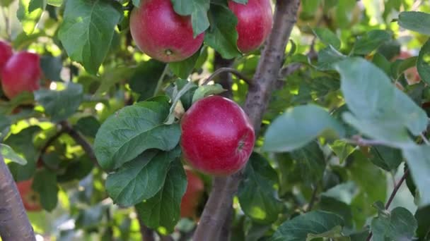 Mogna Röda Äpplen Nära Upp Med Solstrålar Och Äppelträdgård Bakgrunden — Stockvideo