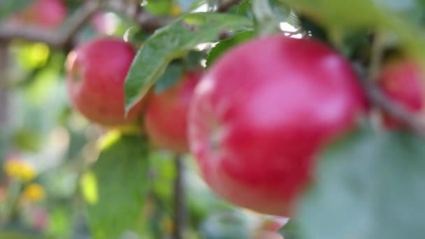 Mogna Röda Äpplen Nära Upp Med Solstrålar Och Äppelträdgård Bakgrunden — Stockvideo