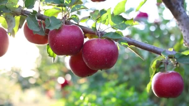 Olgun Kırmızı Elmalar Arka Planda Güneş Işınları Elma Bahçesiyle Kapanır — Stok video