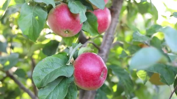 Rijpe Rode Appels Close Met Zonnestralen Appel Boomgaard Achtergrond — Stockvideo