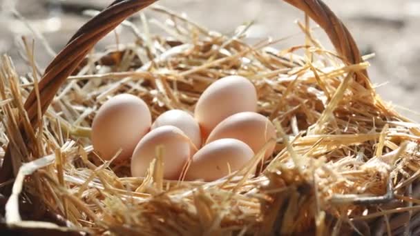 Hands Farm Worker Woman Picking Organic Eggs Basket Straw — Video